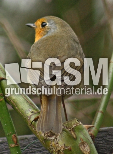 F-Rotkehlchen-42.jpg